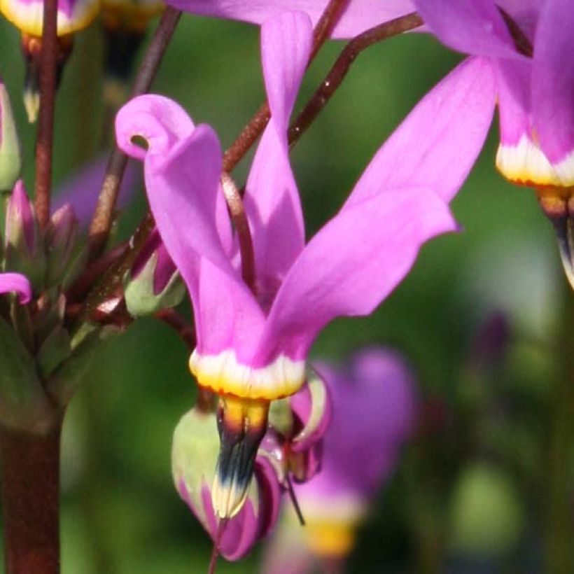 Götterblume Queen Victoria - Dodecatheon meadia (Blüte)