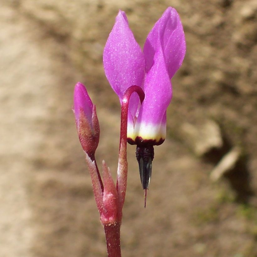 Dodecatheon pulchellum Red Wings - Götterblume (Blüte)