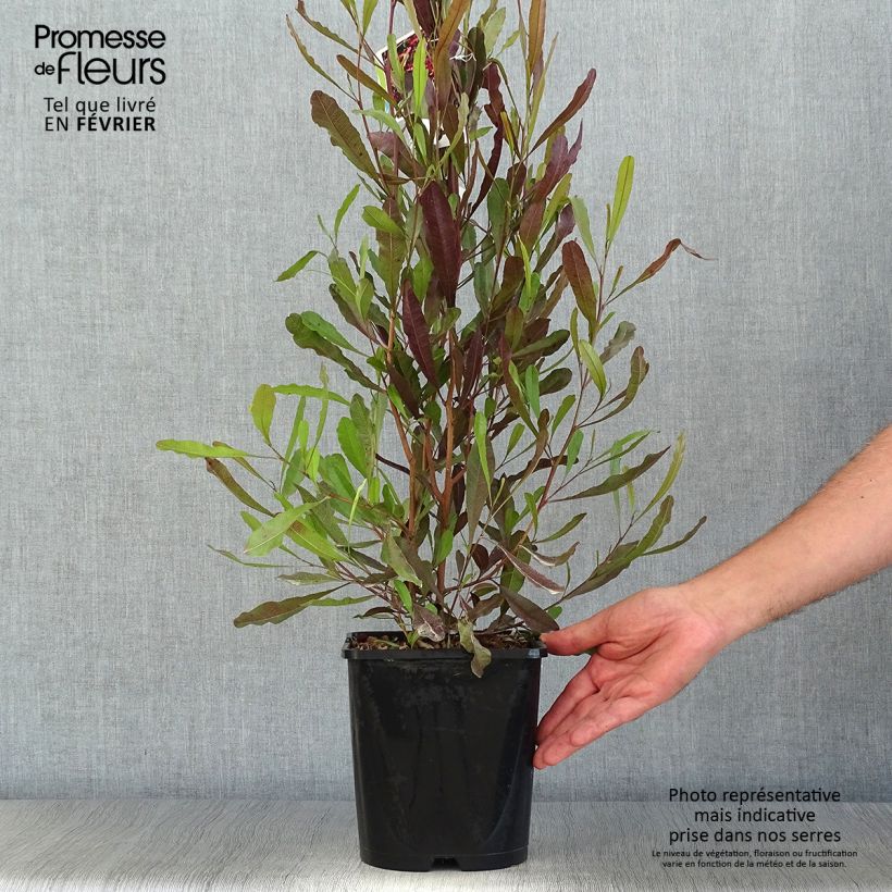 Exemplar von Dodonaea viscosa Purpurea - Dodonée visqueuse Pot de 3L/4L wie im Herbst geliefert