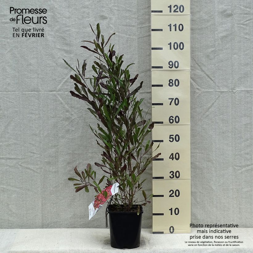 Exemplar von Dodonaea viscosa Purpurea - Dodonée visqueuse Pot de 3L/4L wie im Winter geliefert