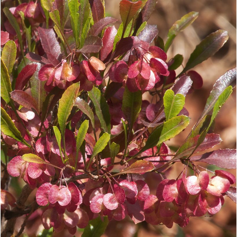 Dodonaea viscosa Purpurea - Australischer Hopfen (Blüte)