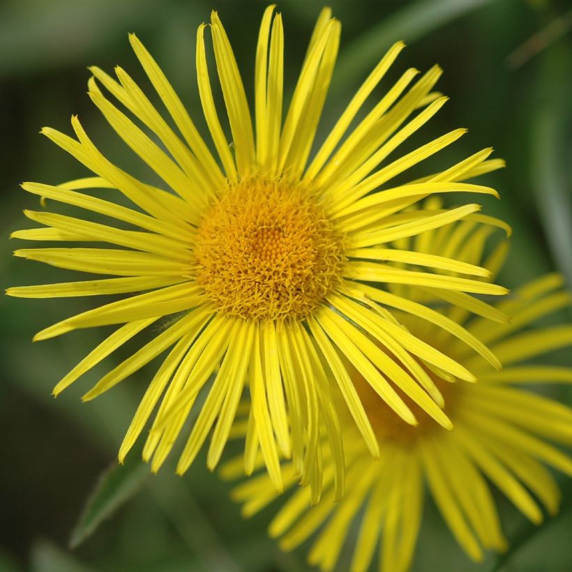 Doronicum orientale Finesse - Östliche Gämswurz (Blüte)