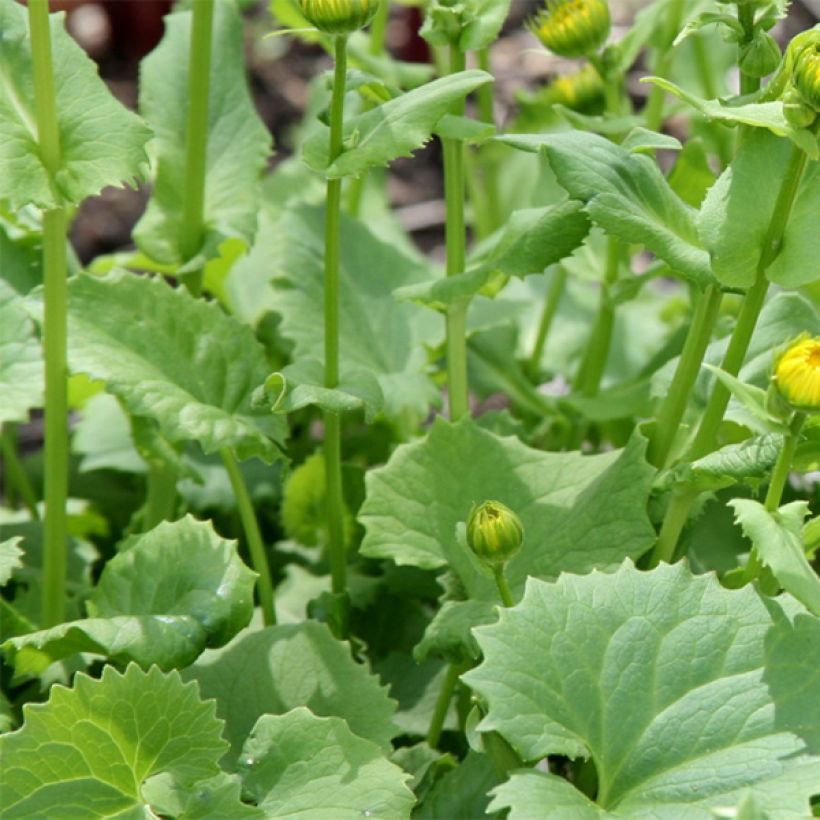 Doronicum orientale Little Leo - Östliche Gämswurz (Laub)