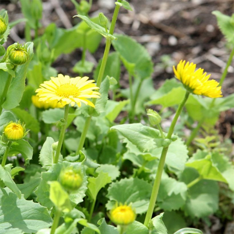 Doronicum orientale Little Leo - Östliche Gämswurz (Blüte)