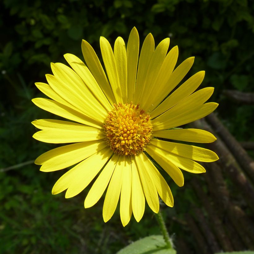 Doronicum pardalianches - Kriechende Gämswurz (Blüte)