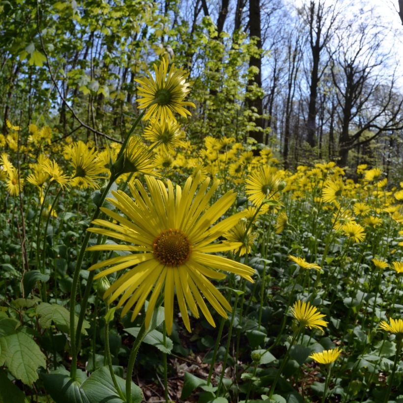 Doronicum pardalianches - Kriechende Gämswurz (Hafen)