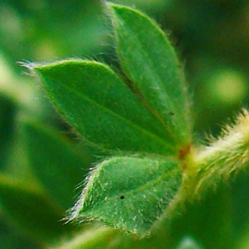 Dorycnium hirsutum - Behaarter Backenklee (Laub)