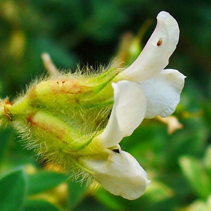 Dorycnium hirsutum - Behaarter Backenklee (Blüte)