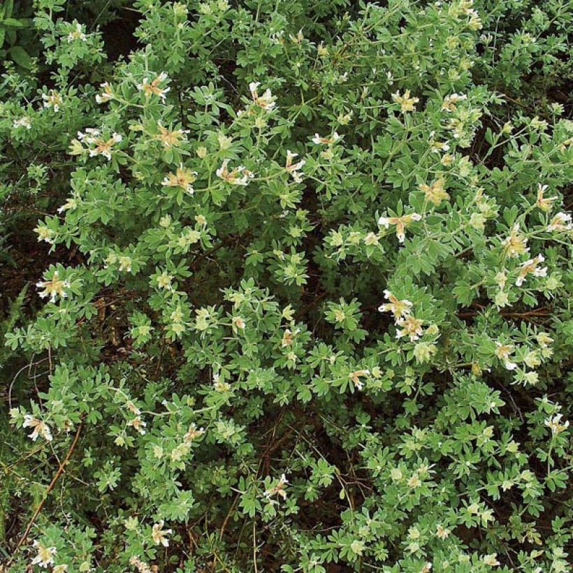 Dorycnium hirsutum - Behaarter Backenklee (Hafen)