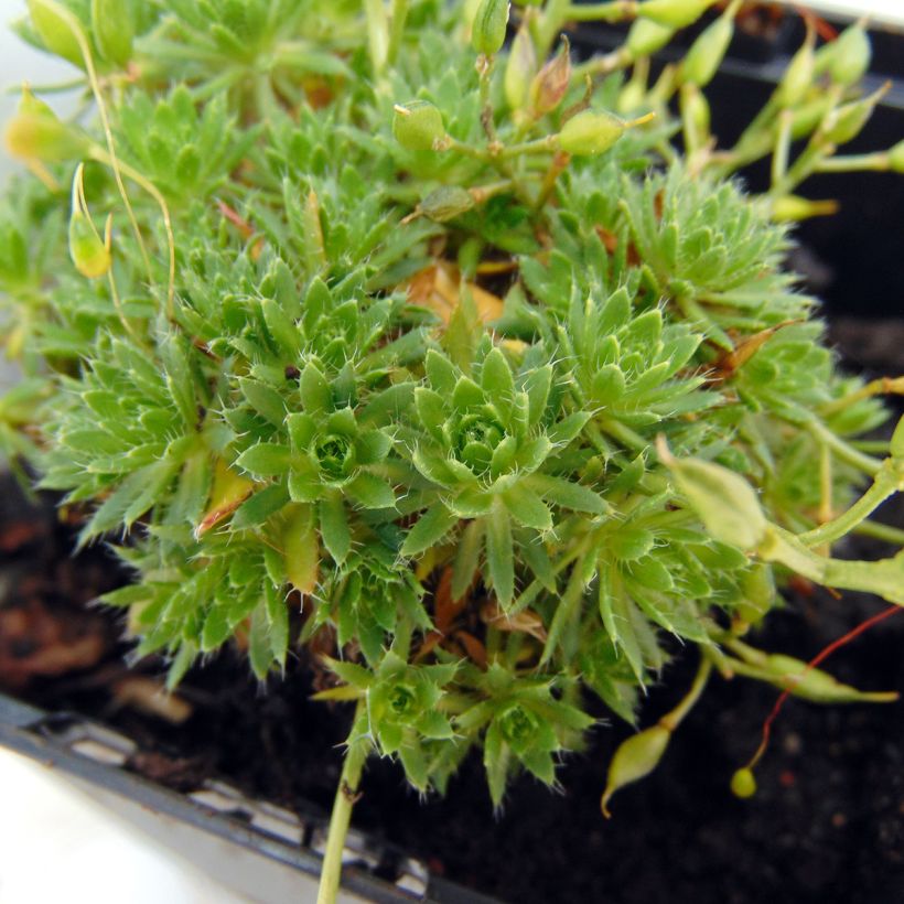 Draba aizoides - Felsenblümchen (Laub)