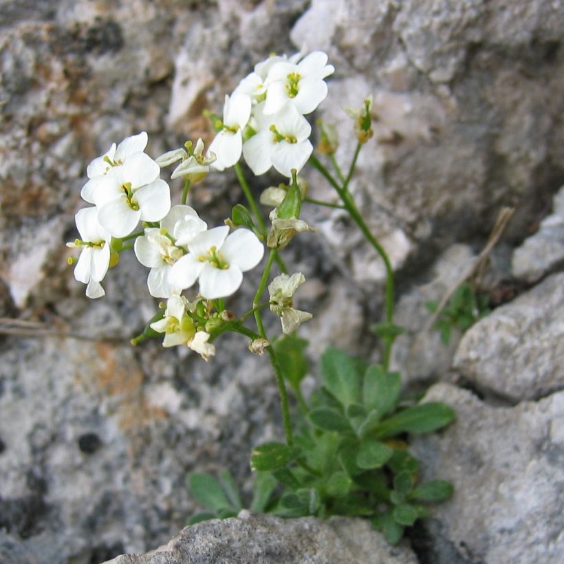 Draba sakurai - Felsenblümchen (Hafen)