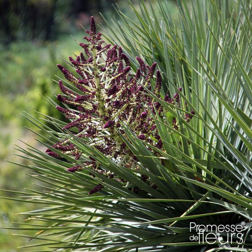 Dracaena draco - Echter Drachenbaum (Blüte)