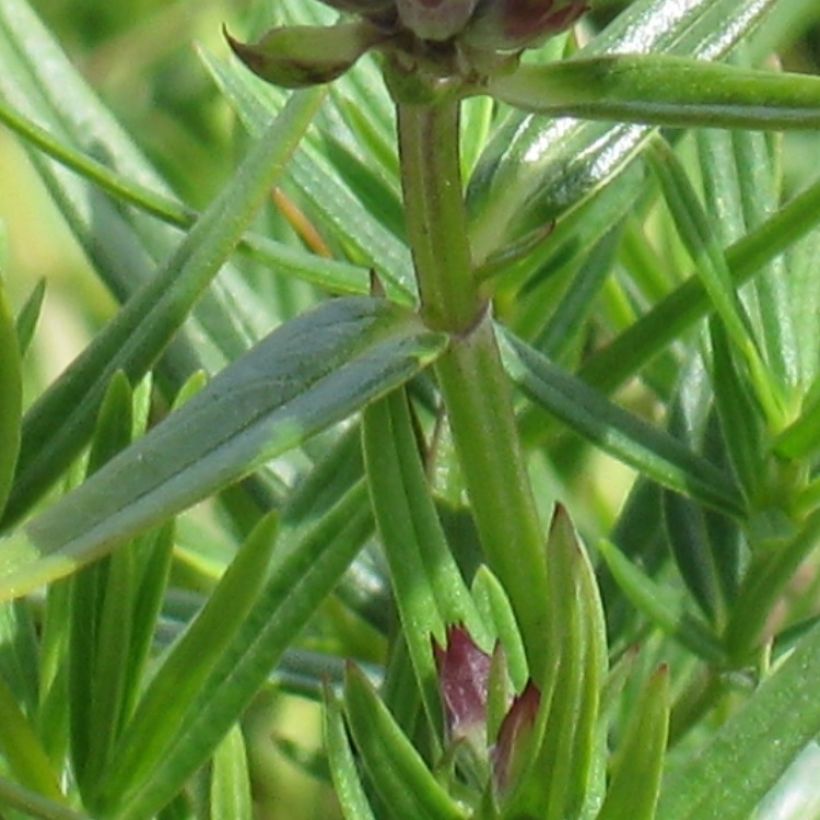 Dracocephalum ruyschiana - Nordischer Drachenkopf (Laub)