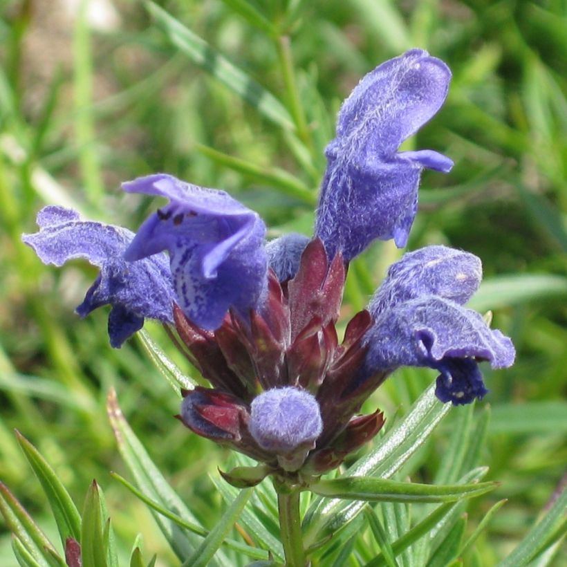 Dracocephalum ruyschiana - Nordischer Drachenkopf (Blüte)