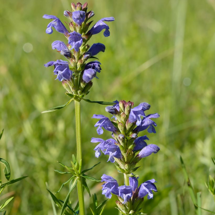 Dracocephalum ruyschiana - Nordischer Drachenkopf (Hafen)