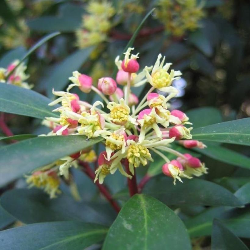 Drimys aromatica Red Spice - Tasmanischer Bergpfeffer (Blüte)