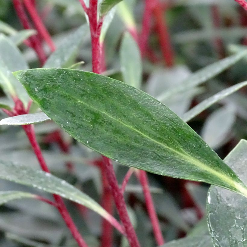 Drimys aromatica Red Spice - Tasmanischer Bergpfeffer (Laub)