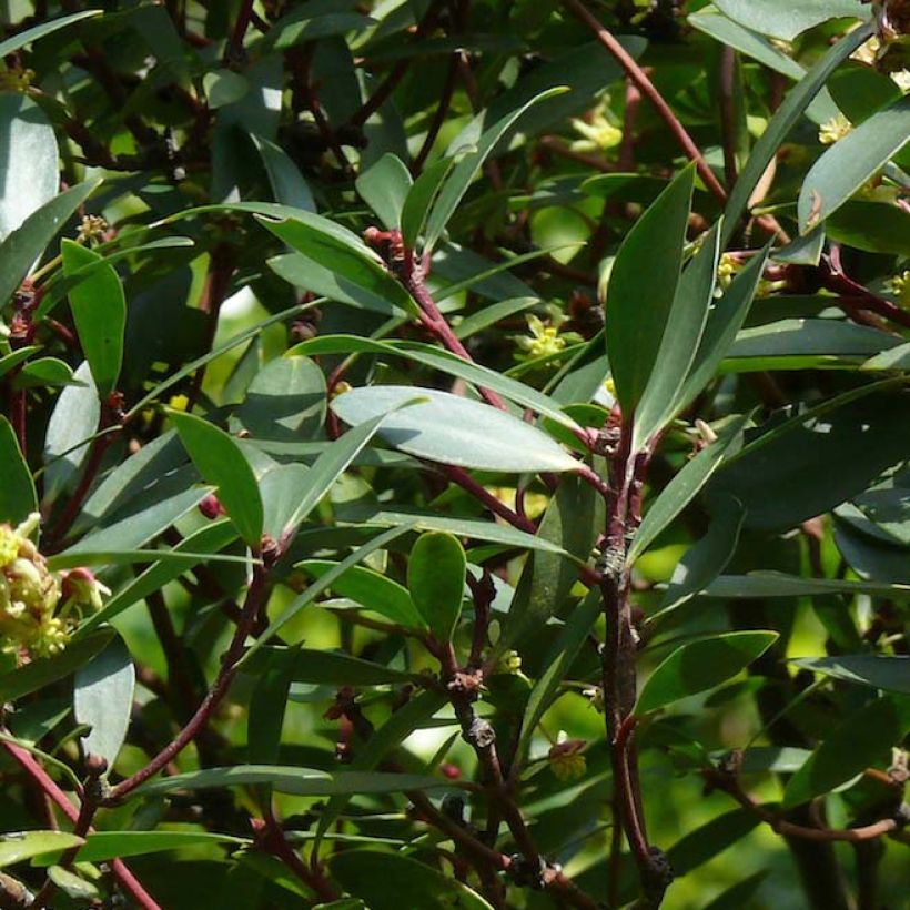 Drimys aromatica - Tasmanischer Bergpfeffer (Laub)