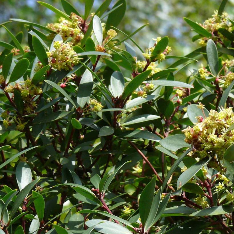 Drimys aromatica - Tasmanischer Bergpfeffer (Blüte)