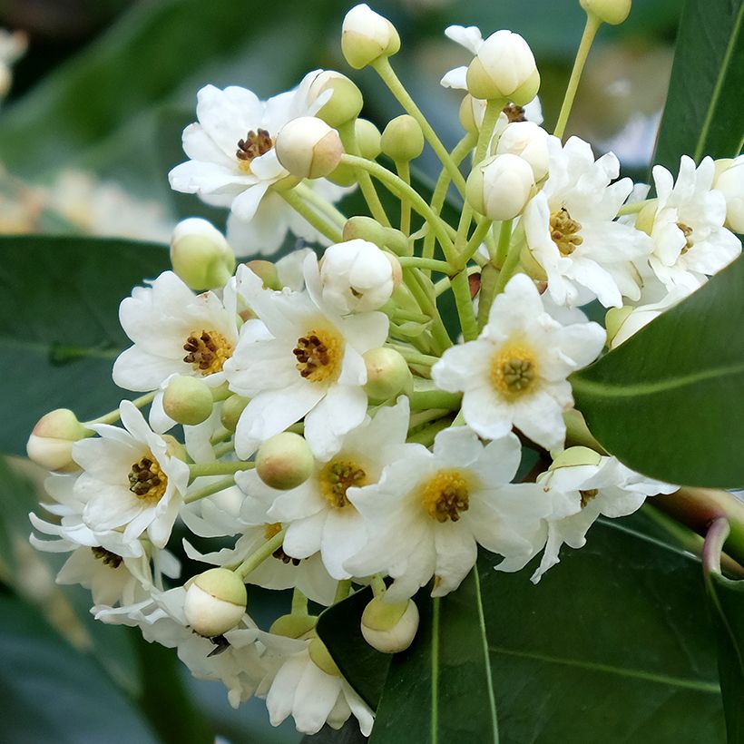 Drimys winteri - Winterrinde (Blüte)