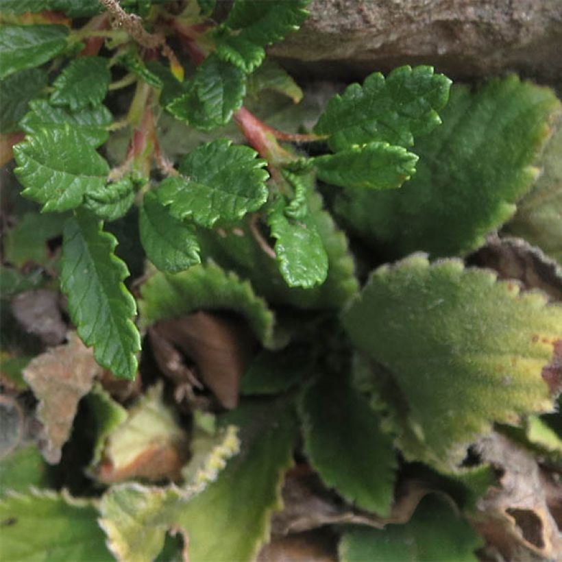 Dryas suendermannii - Sündermann Silberwurz (Laub)