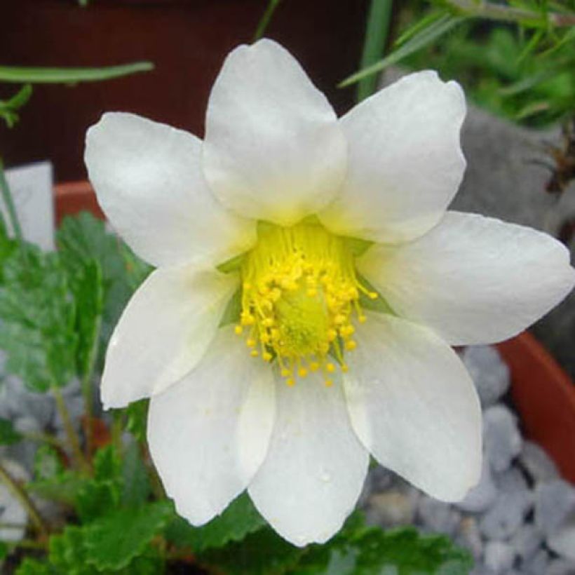 Dryas suendermannii - Sündermann Silberwurz (Blüte)