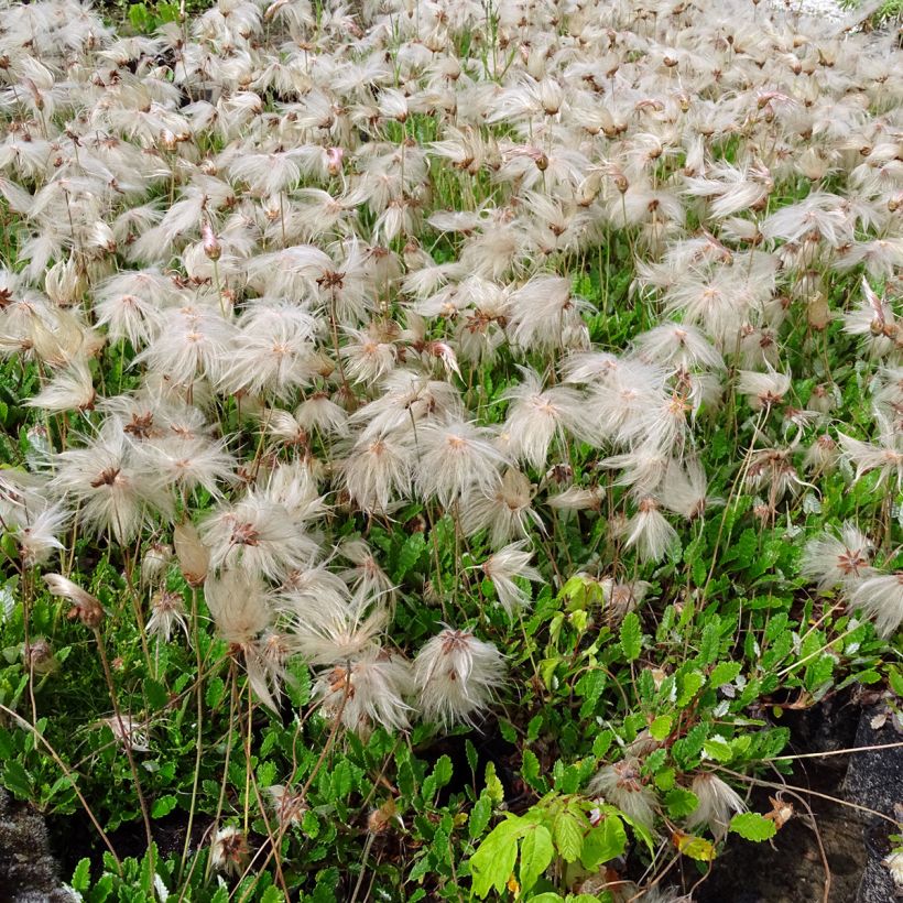 Dryas suendermannii - Sündermann Silberwurz (Hafen)