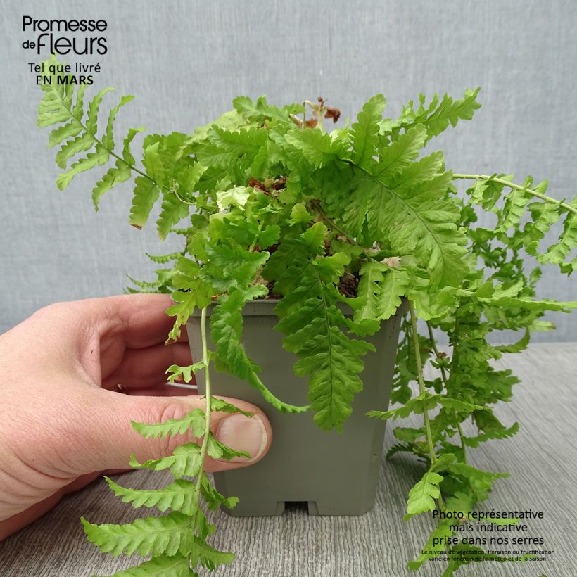 Exemplar von Dryopteris affinis Cristata - Fausse Fougère mâle Godet de 9cm wie im Winter geliefert