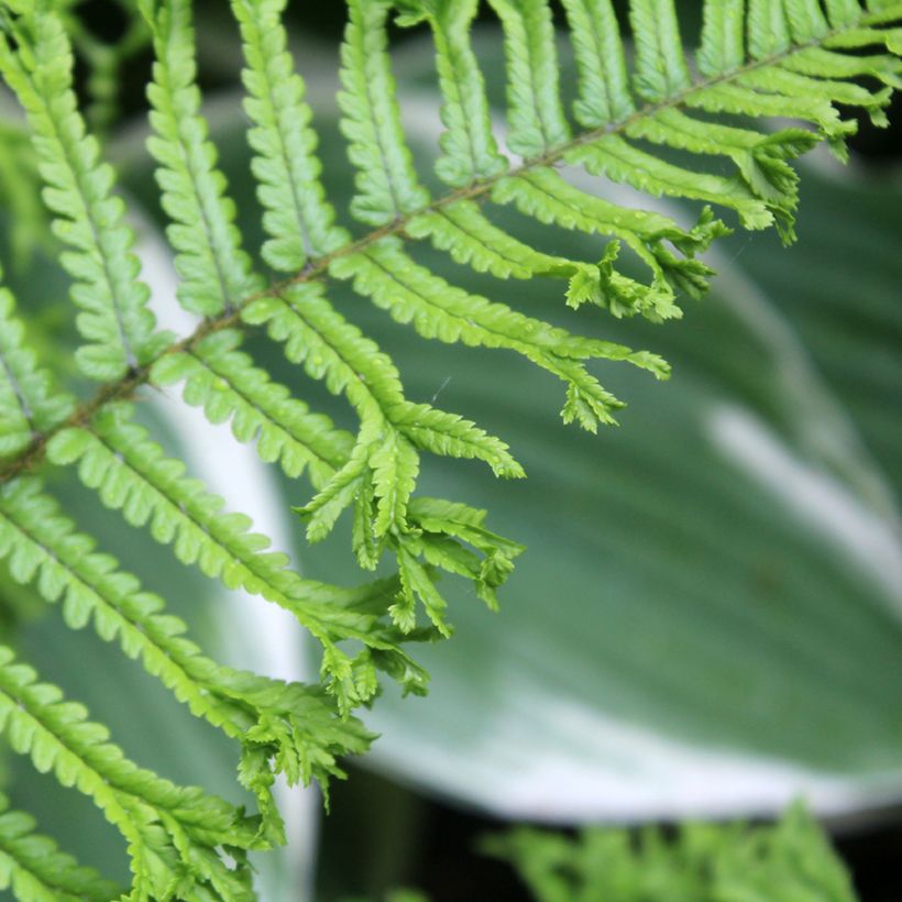 Dryopteris affinis Cristata - Wurmfarn (Laub)