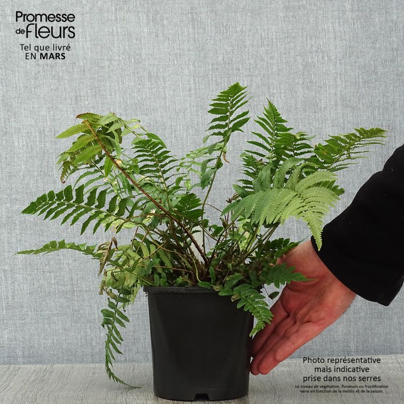 Exemplar von Dryopteris atrata ou cycadina - Fougère Pot de 2L/3L wie im Winter geliefert