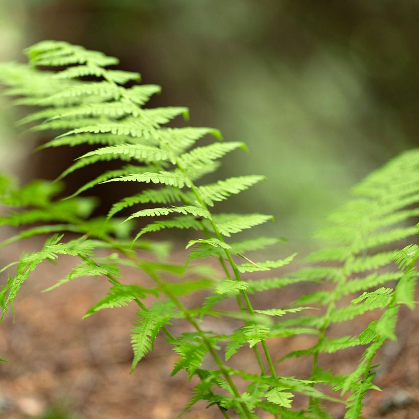 Dryopteris carthusiana - Wurmfarn (Laub)