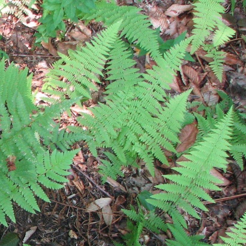 Dryopteris clintoniana - Wurmfarn (Laub)