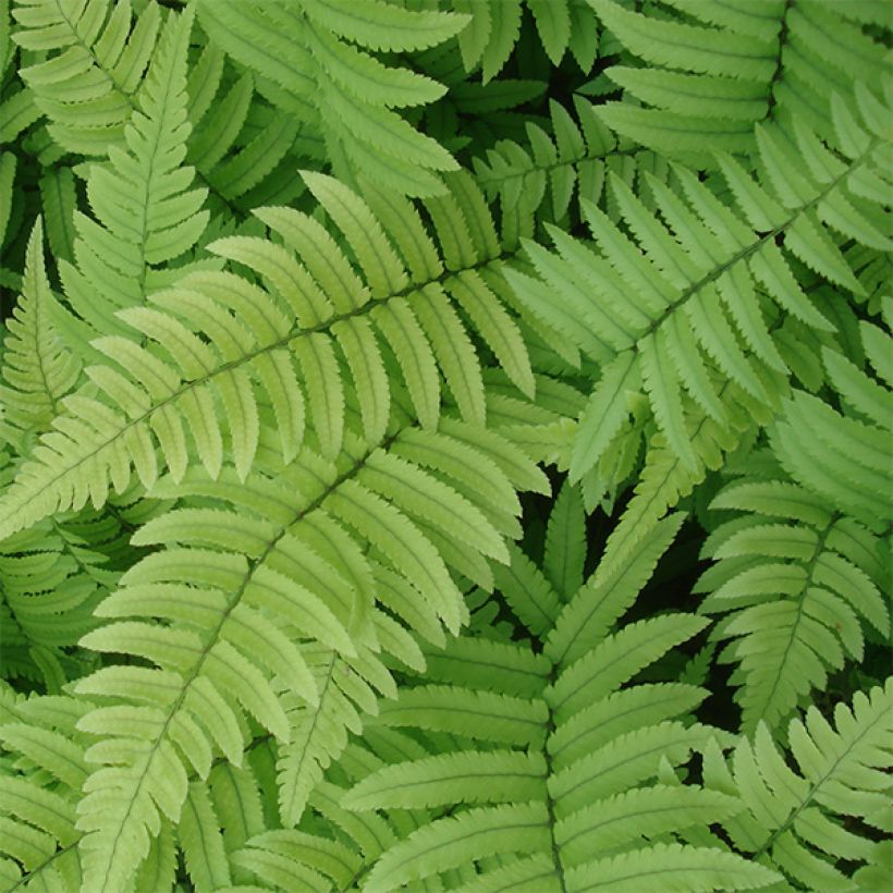 Dryopteris cycadina - Wurmfarn (Laub)