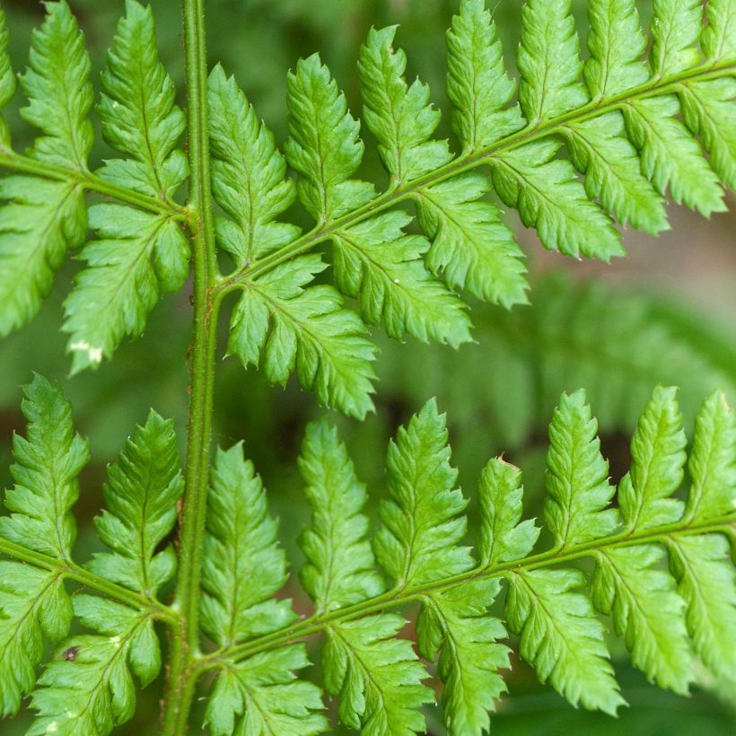 Dryopteris dilatata - Wurmfarn (Laub)