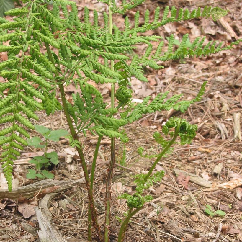 Dryopteris dilatata - Wurmfarn (Hafen)