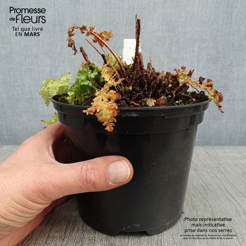 Exemplar von Dryopteris dilatata Crispa Whiteside - Fougère Pot de 2L/3L wie im Winter geliefert