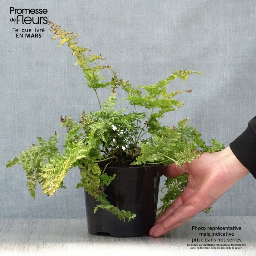 Exemplar von Dryopteris dilatata Crispa Whiteside - Wurmfarn Topf mit 2L/3L wie im Frühjahr geliefert