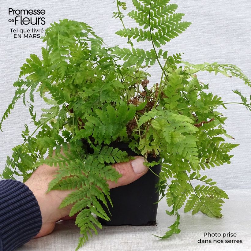 Exemplar von Dryopteris dilatata - Wurmfarn Kleine Töpfe von 8/9 cm wie im Frühjahr geliefert