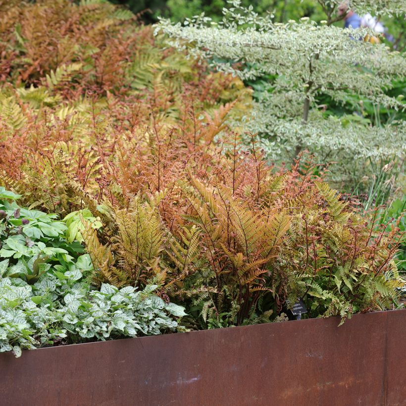 Dryopteris erythrosora - Wurmfarn (Hafen)