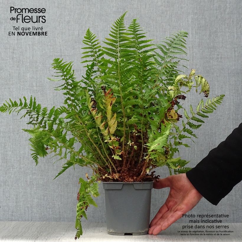 Exemplar von Dryopteris erythrosora - Fougère rose cuivré en pot de 2/3 litres wie im Herbst geliefert