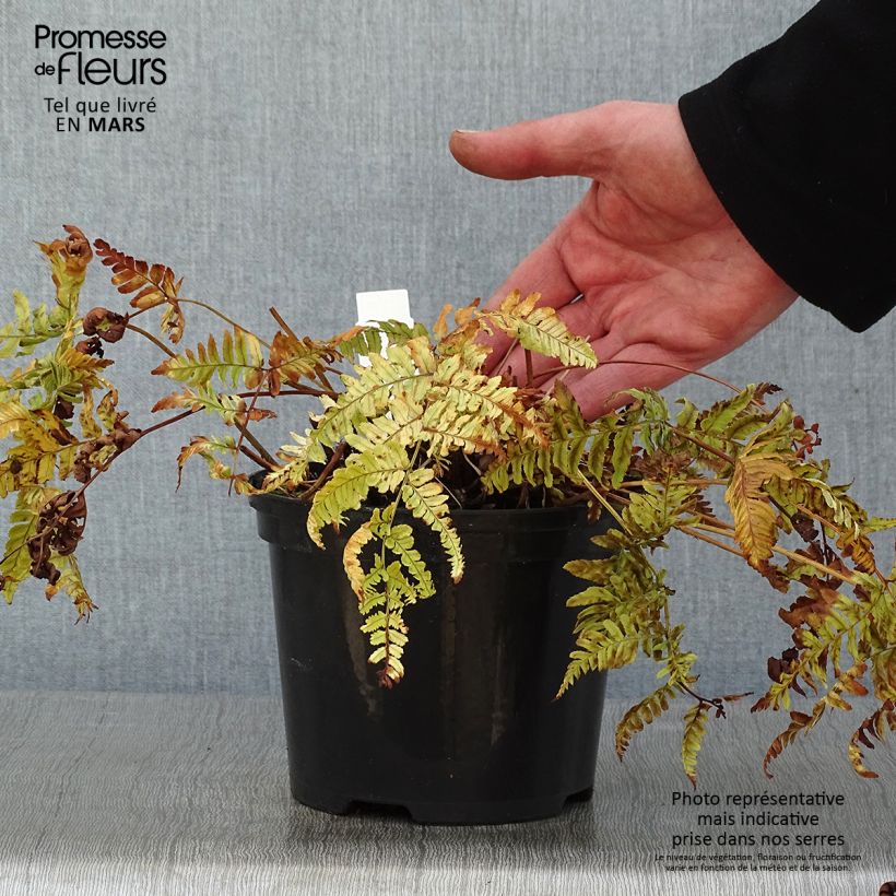 Exemplar von Dryopteris erythrosora Prolifica - Fougère à sores rouges - Pot de 2L/3L wie im Winter geliefert