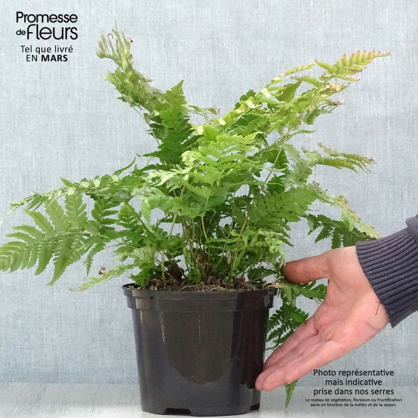 Exemplar von Dryopteris erythrosora Prolifica - Wurmfarn Topf mit 2L/3L wie im Frühjahr geliefert