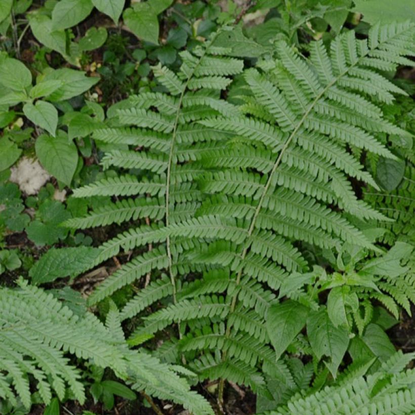 Dryopteris filix-mas - Wurmfarn (Hafen)