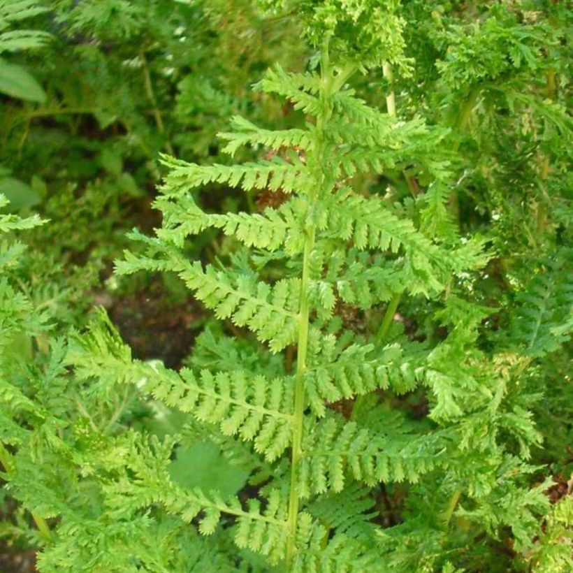 Dryopteris filix-mas Crispa Cristata - Wurmfarn (Laub)