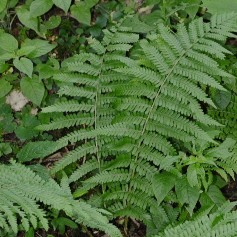 Dryopteris filix-mas Crispa Cristata - Wurmfarn (Hafen)