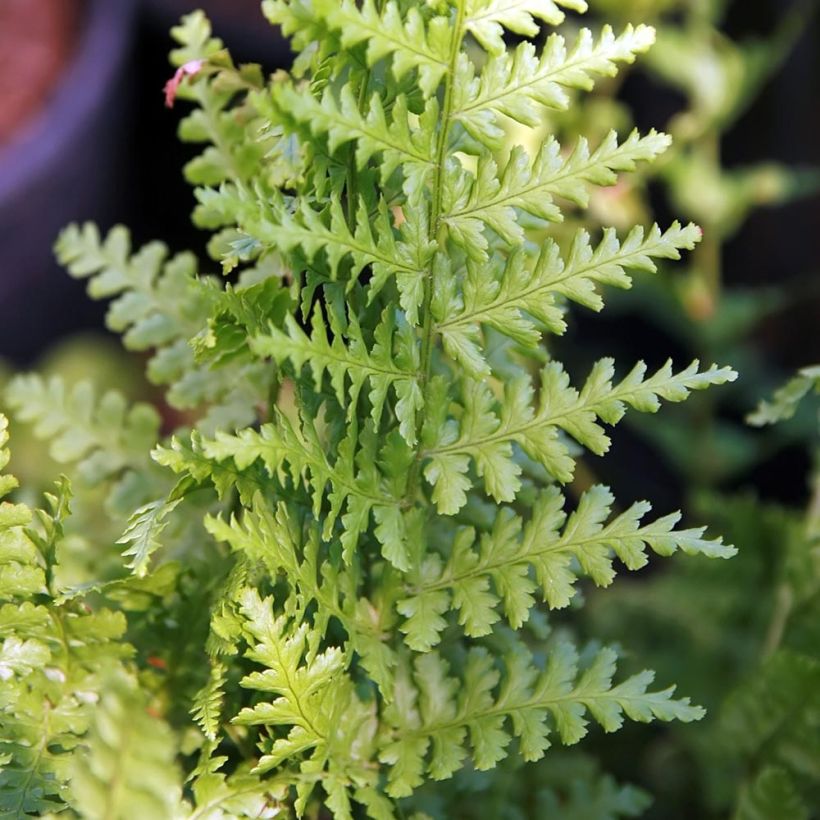 Dryopteris filix-mas Barnesii - Wurmfarn (Laub)