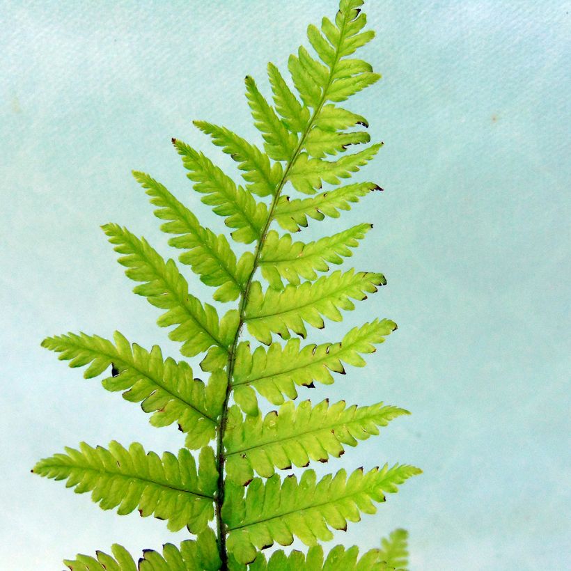 Dryopteris filix-mas - Wurmfarn (Laub)