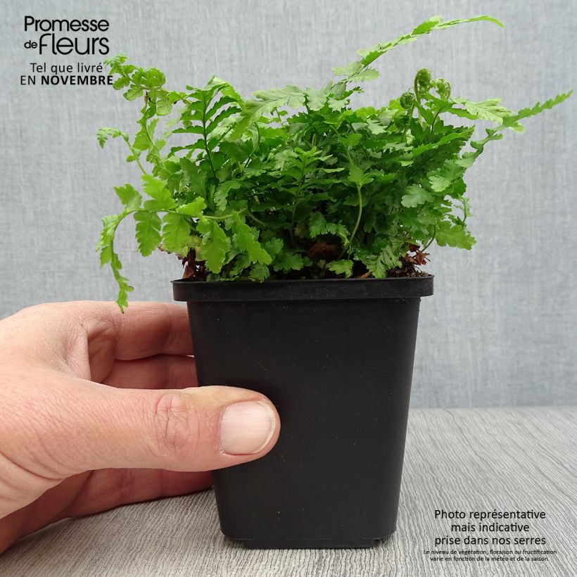 Exemplar von Dryopteris filix-mas - Fougère mâle Godet de 9cm wie im Herbst geliefert