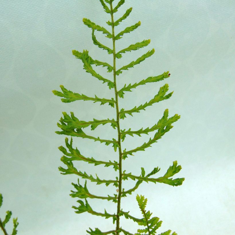 Dryopteris filix-mas Linearis Polydactyla - Wurmfarn (Laub)