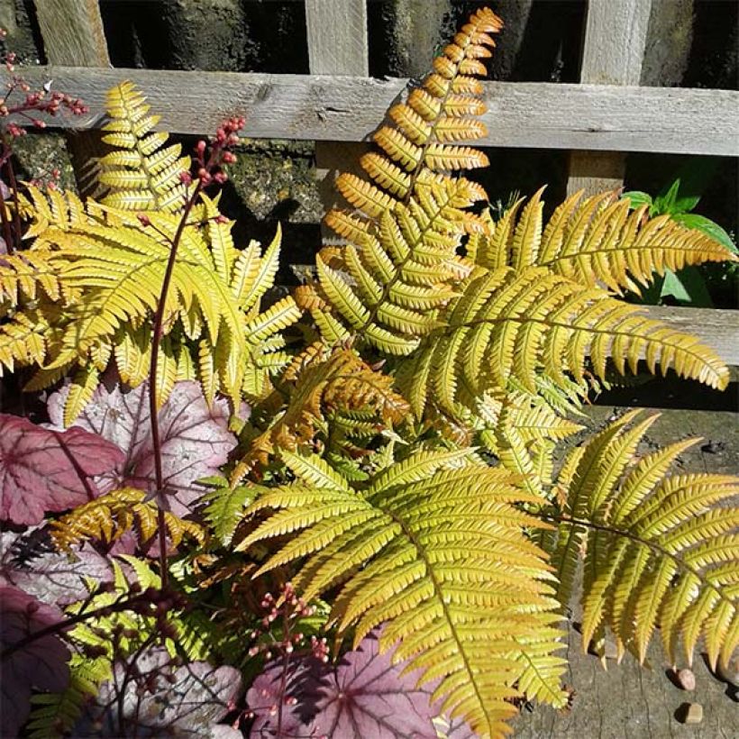 Dryopteris lepidopoda - Wurmfarn (Laub)